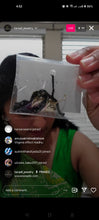 Load image into Gallery viewer, Amulya